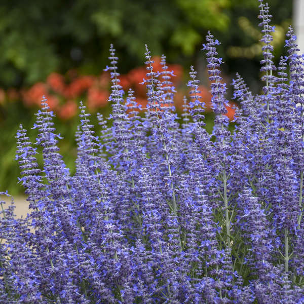 Close-up of the purple-blue Denim 'n Lace Russian Sage blooms. 