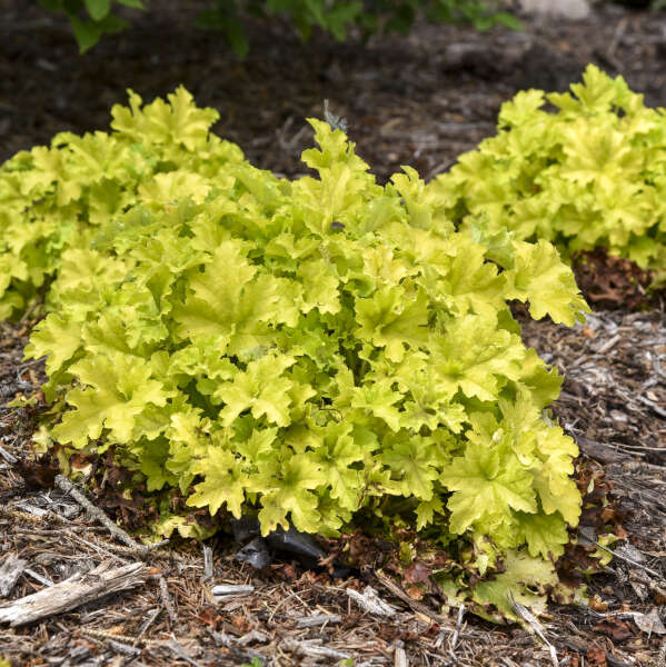 Heuchera Apple Twist, avec son feuillage vert pomme frisé, dans un aménagement paysager. 