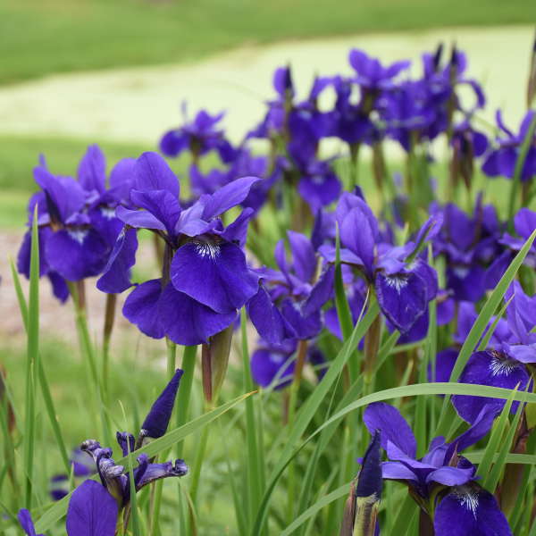Caesar's Brother Siberian Iris with dark purple blooms on top of long green stems. 