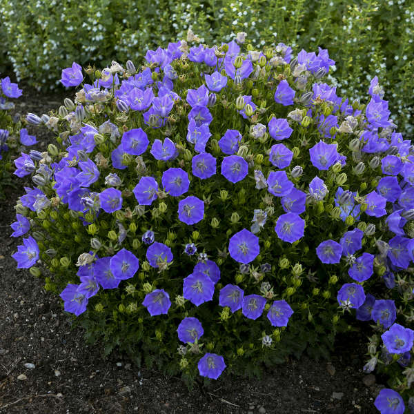 Rapido Blue Bellflower with blue flowers and green foliage in a garden. 