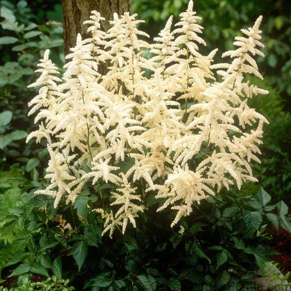 White Astilbe For Sale