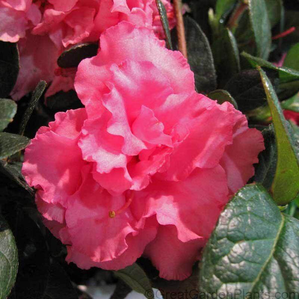 Bloom-A-Thon® Pink Double Reblooming Azalea | Trees & Shrubs