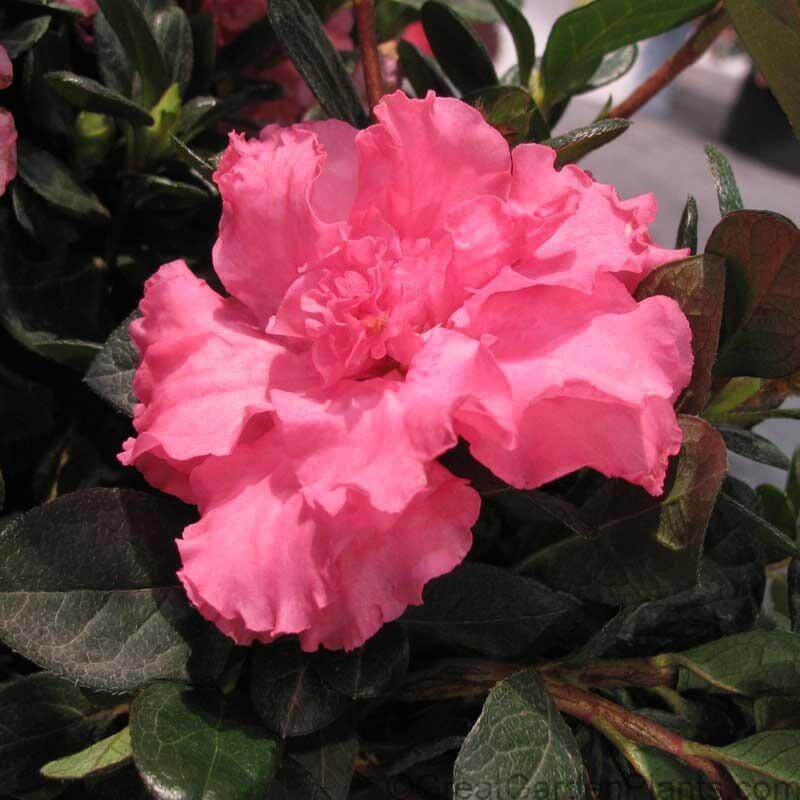 Gros plan sur une grande fleur double d'azalée remontante rose Bloom-A-Thon. 