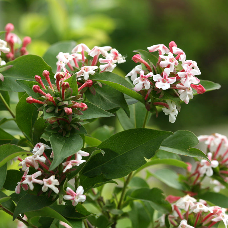 Proven Winners Sweet Emotion Abelia - Thumbnail 3