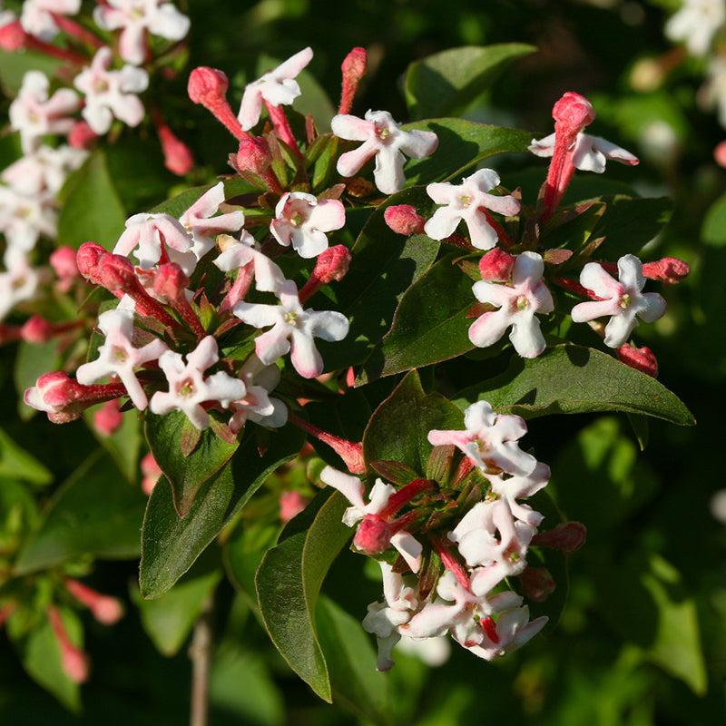 Proven Winners Sweet Emotion Abelia