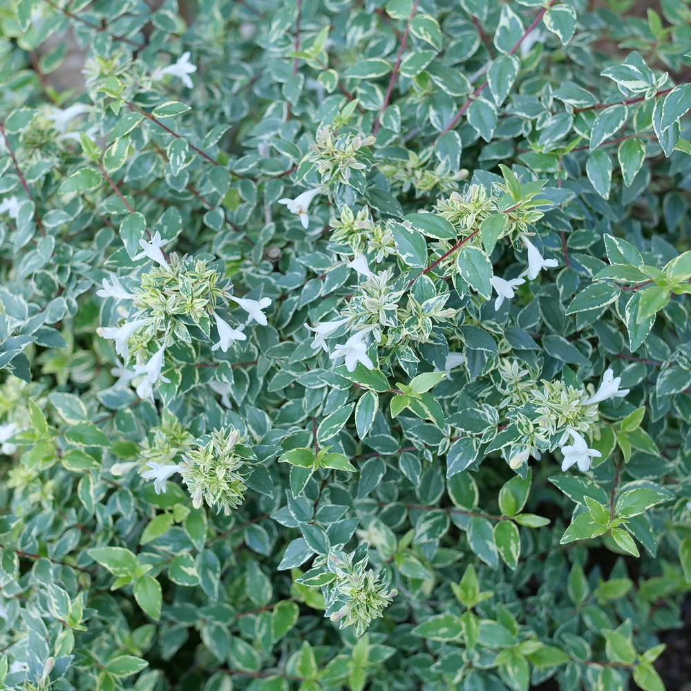 Mucho Gusto Abelia résiste aux cerfs et aux lapins.