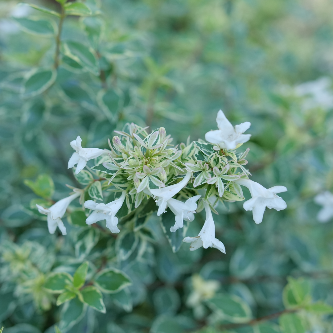 Mucho Gusto Abelia nécessite peu d'entretien et tolère la sécheresse.