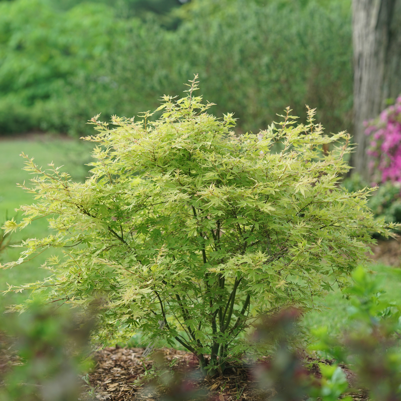 L'érable japonais Metamorphosa™ est compact et a un port arbustif.