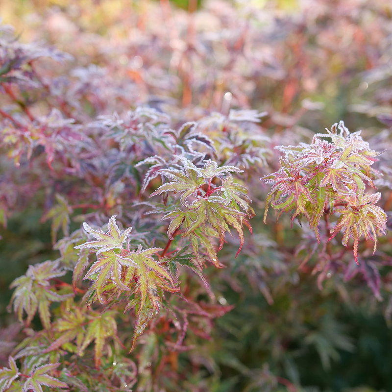 japanese maple with succulents Metamorphosa Japanese Maple (Acer)