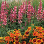 Products Kudos™ Ambrosia Hummingbird Mint Pink and orange flowers are eye-catching in the landscape!