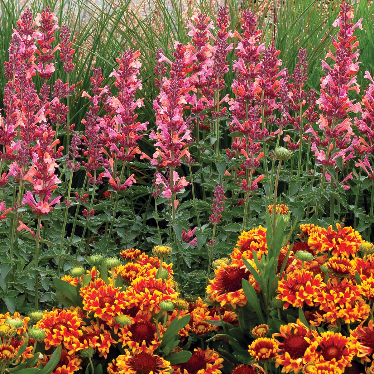 Products Kudos™ Ambrosia Hummingbird Mint Pink and orange flowers are eye-catching in the landscape!