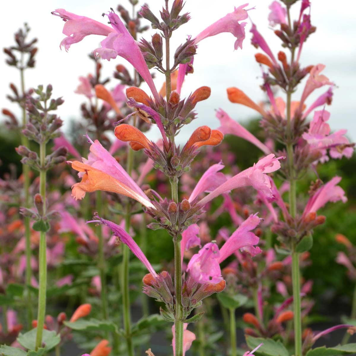 Products Kudos™ Ambrosia Hummingbird Mint Pink and orange flowers are eye-catching in the landscape!