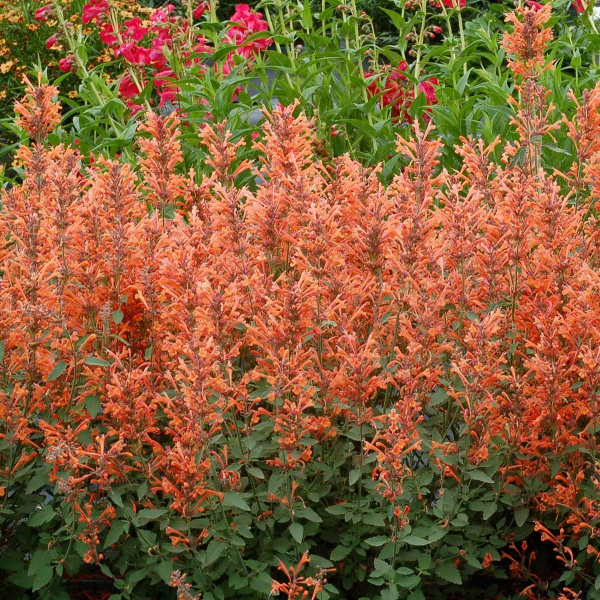 Kudos™ Mandarin Hummingbird Mint Orange flowers bloom from summer to fall!