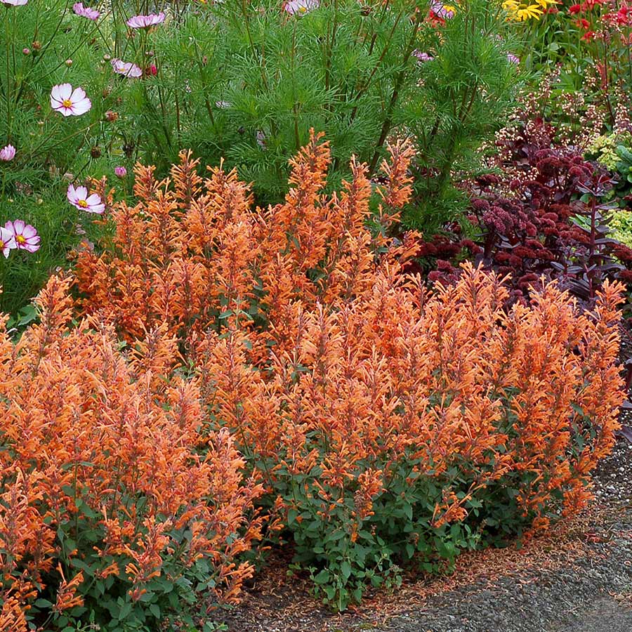 Kudos™ Mandarin Hummingbird Mint Orange flowers bloom from summer to fall!