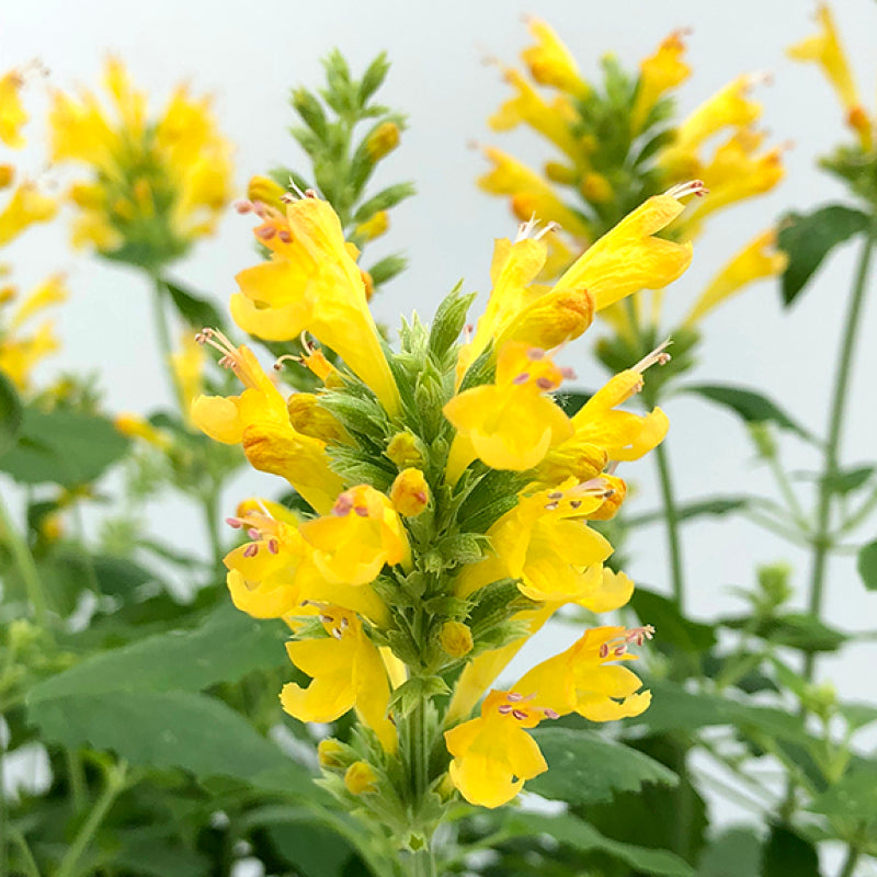 L'Agastache Poquito Butter Yellow possède des fleurs légèrement parfumées.