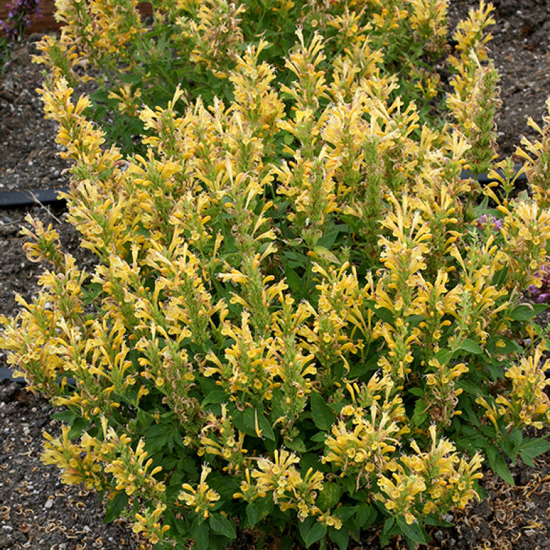 La menthe Poquito Butter Yellow Hummingbird Mint possède un feuillage parfumé à la menthe et est facile à cultiver.