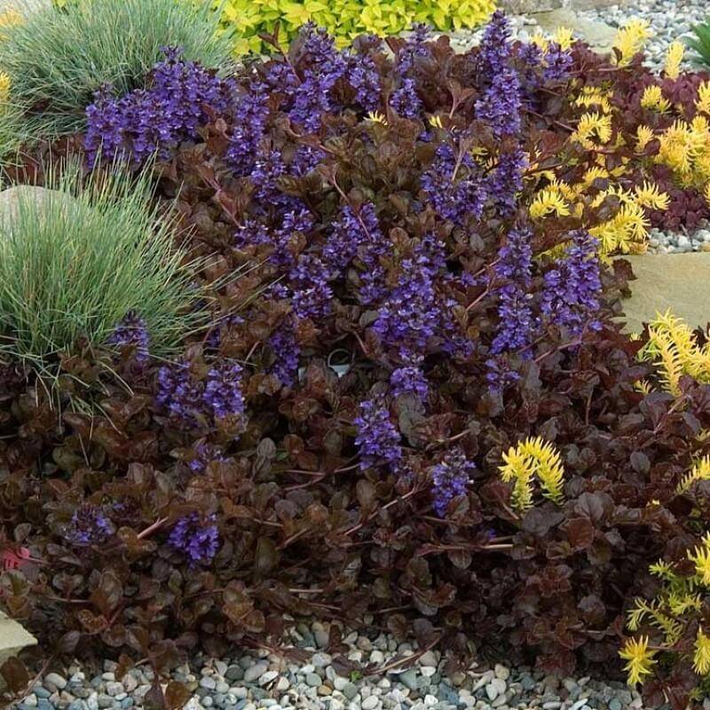 Black Scallop Bugleweed with blue flowers and near-black foliage planted in small rocks. 