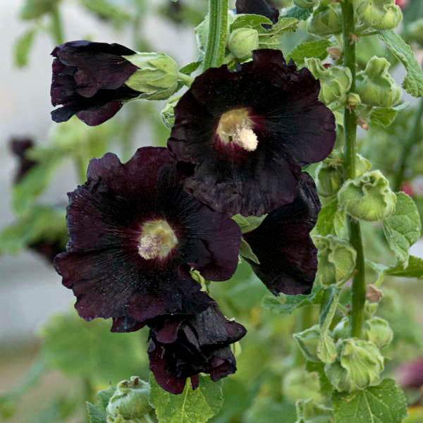 Alcea rosea ‘Blacknight’ attracts butterflies and hummingbirds.