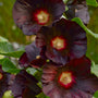 Alcea rosea ‘Blacknight’ is a reliable and intriguing perennial.