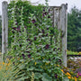 Alcea rosea ‘Blacknight’ has six-foot-tall spikes of flowers.