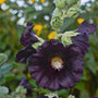 Alcea rosea ‘Blacknight’ has nearly black cup-shaped flowers with yellow centers.