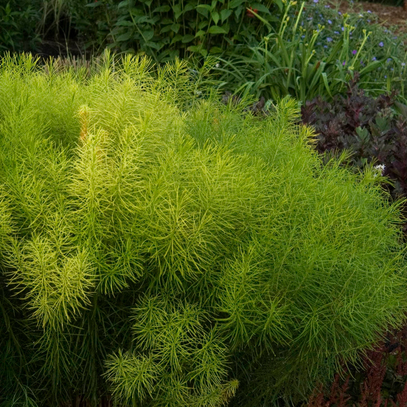 Threadleaf Bluestar is native and drought tolerant