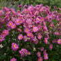 Fall in Love Sweetly Japanese Anemone with rose-pink semi-double flowers. 