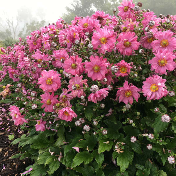Fall in Love™ 'Sweetly' Japanese Anemone | Perennials – Great
