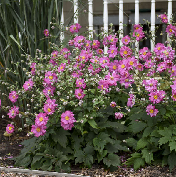 Fall in Love Sweetly Japanese Anemone with semi-double pink flowers