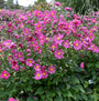 'Curtain Call Deep Rose' Japanese Anemone with dark pink flowers in a garden. 