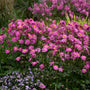 'Curtain Call Deep Rose' Japanese Anemone with deep pink flowers in a garden. 