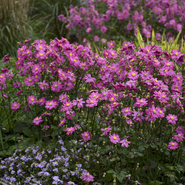 'Curtain Call Deep Rose' Japanese Anemone with deep pink flowers in a garden. 