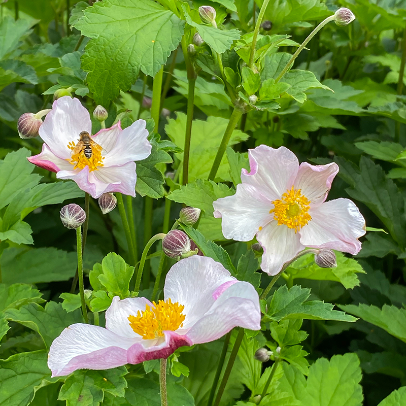 succulent anemone Robustissima' Japanese Anemone