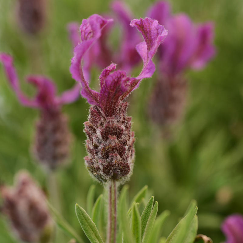 Close-up of an Anouk Deep Rose Spanish Lavender bloom with showy pink petals on top of the flower spike. 