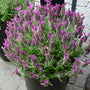 Anouk Deep Rose Spanish Lavender with showy pink flowers in a container. 