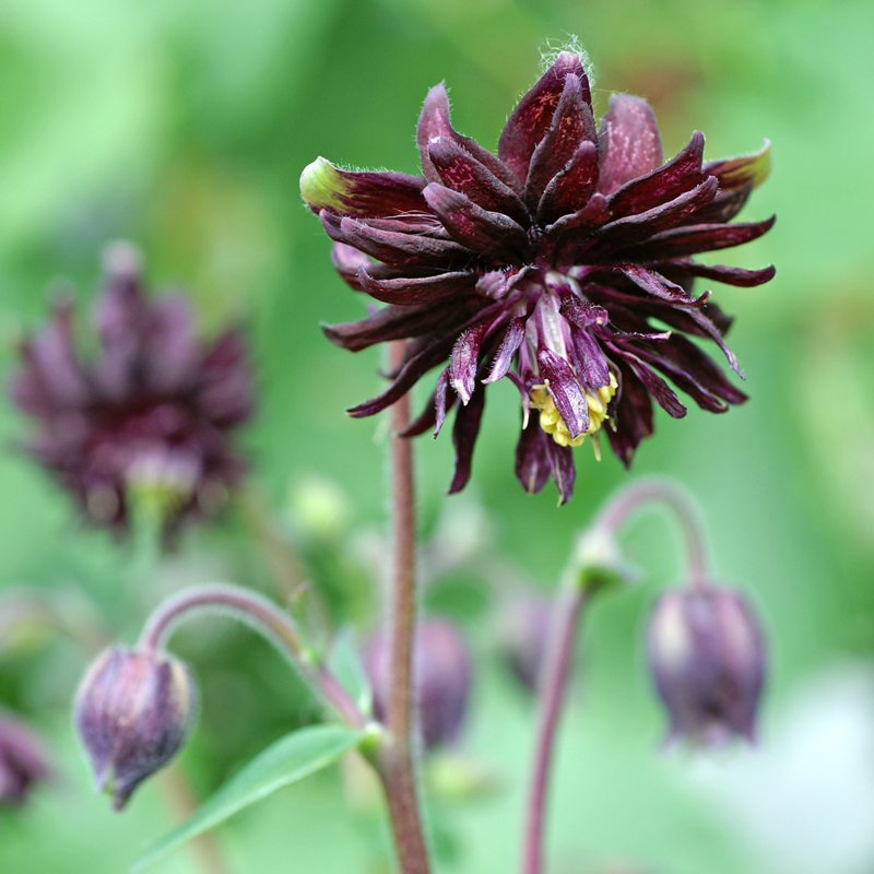 Black Barlow' Columbine flowers are near black and striking in the garden. 