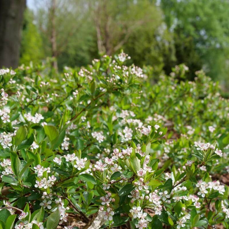 Ground Hug Aronia with a flurry of white flowers. 