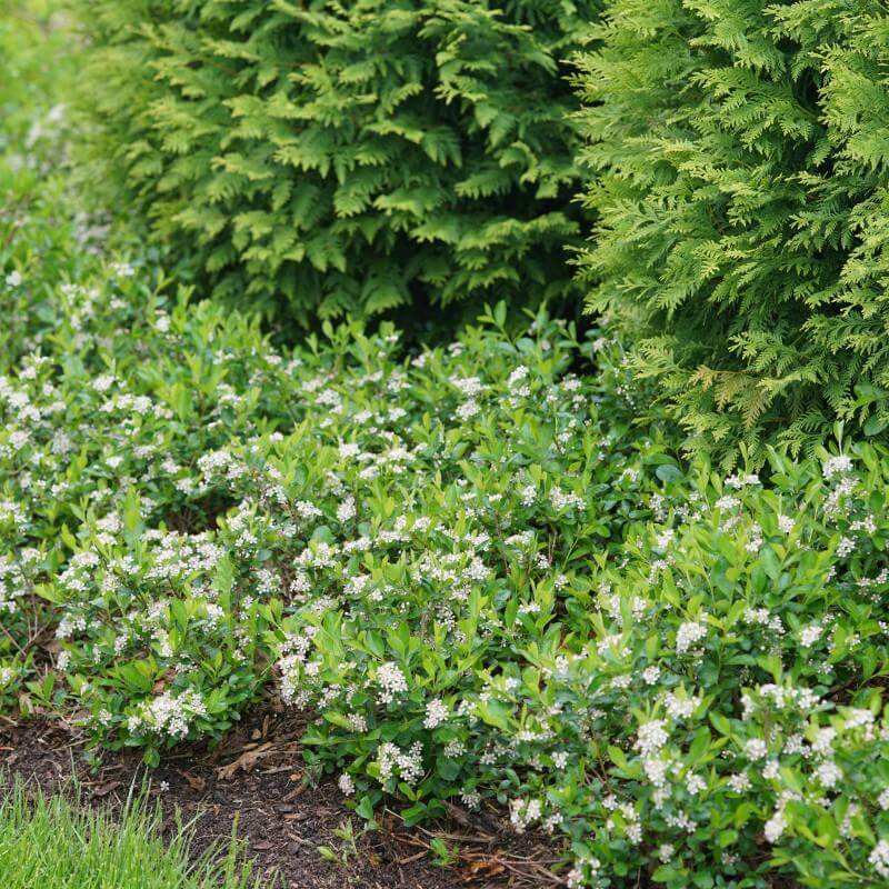 A row of Ground Hug Aronia in a landscape. 