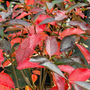 Low Scape Snowfire™ AroniaA flurry of dainty white blooms covers this shrub each spring!