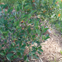 Low Scape Snowfire™ AroniaA flurry of dainty white blooms covers this shrub each spring!