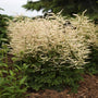 Chantilly Lace Goatsbeard with white plume flowers and finely textured foliage in a garden. 