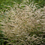 Close-up of the foamy white blooms on Chantilly Lace Goatsbeard. 