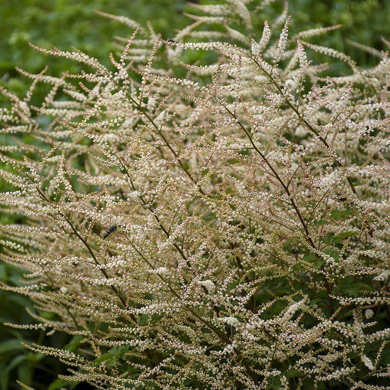 Close-up of the foamy white blooms on Chantilly Lace Goatsbeard. 
