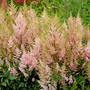 L'astilbe Youniqe Salmon possède un feuillage dense et brillant qui remplit parfaitement les jardins ombragés.