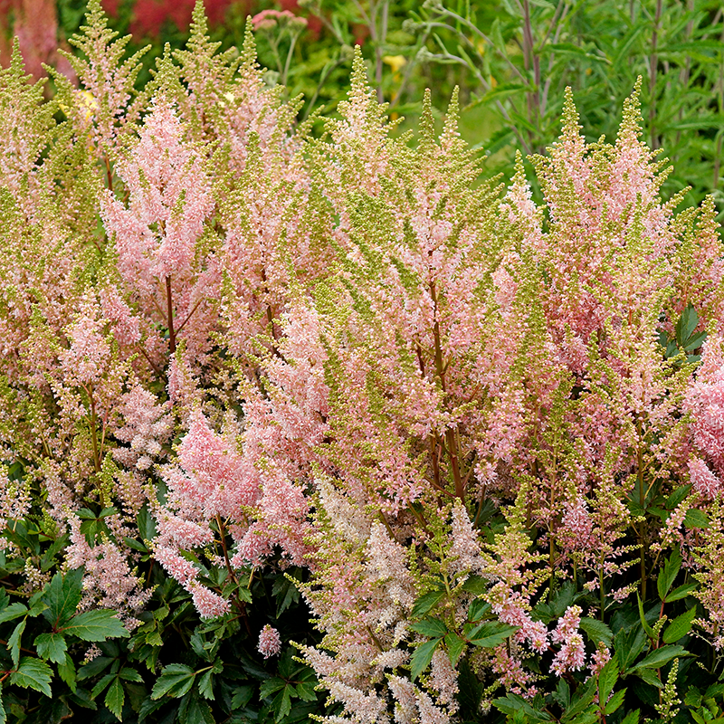 L'astilbe Youniqe Salmon possède un feuillage dense et brillant qui remplit parfaitement les jardins ombragés.