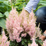 L'astilbe saumon Youniqe est résistante aux cerfs.