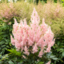 L'astilbe saumon Youniqe est favorable aux pollinisateurs.