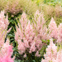 L'astilbe saumon Youniqe demande peu d'entretien.