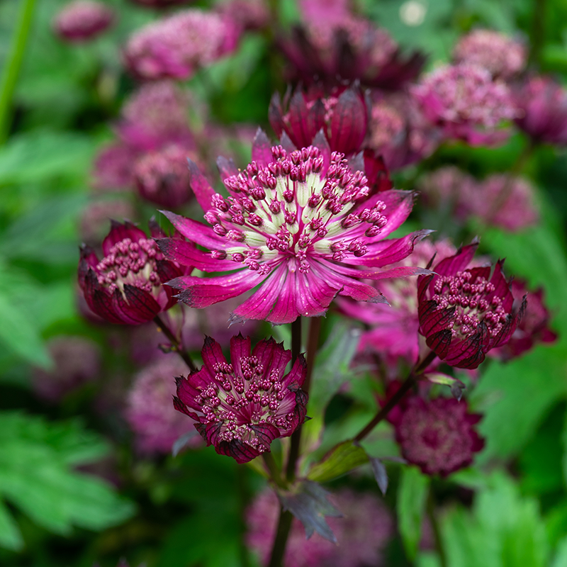 'Sparkling Stars Red' Masterwort  has upright summer blooms.