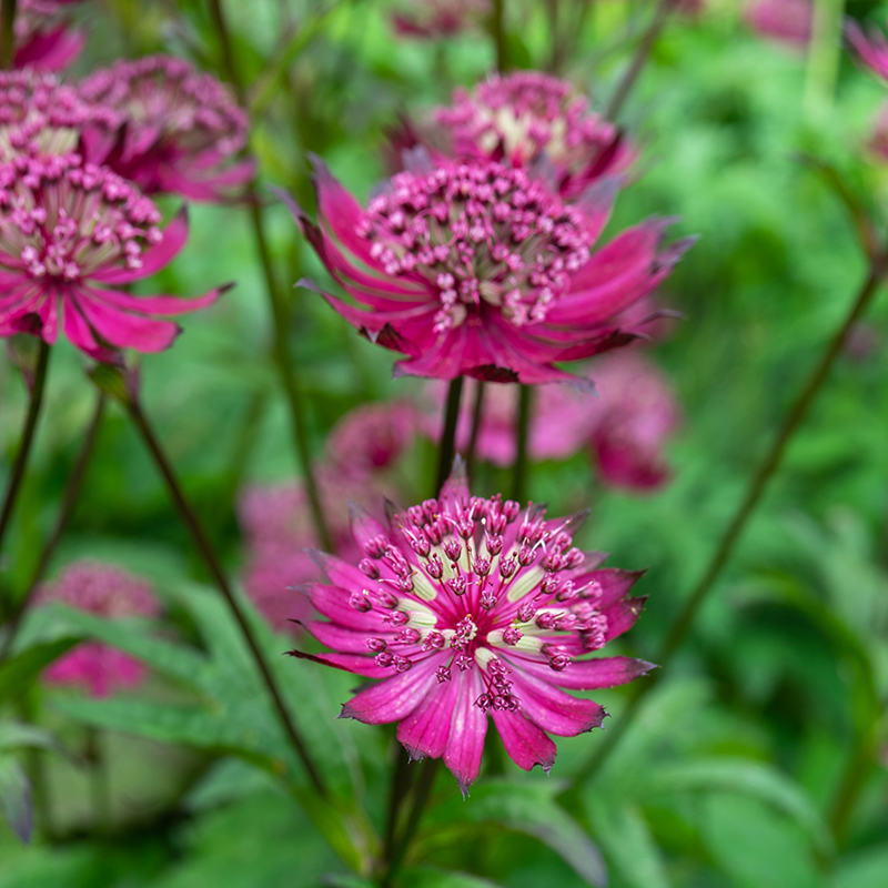 'Sparkling Stars Red' Masterwort has star-like whorls of deep red flowers.